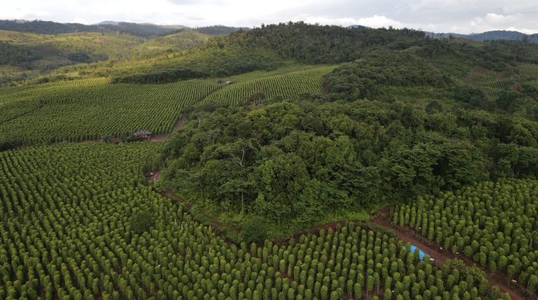 perkebunan merica
