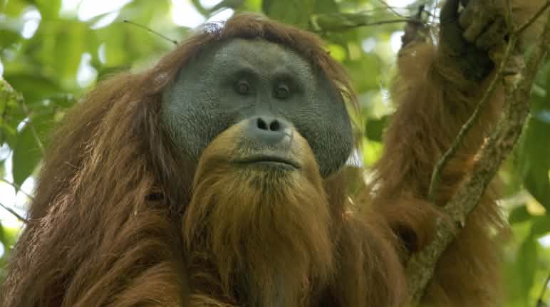 Seekor dari 800 ekor orangutan Tapanuli di hutan Batang Toru Orang Utan Tapanuli di pohon