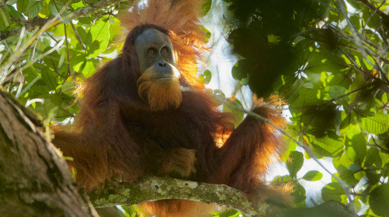 orangutan Tapanuli di pohon