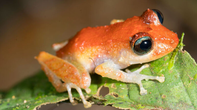 Seekor katak duduk diatas daun