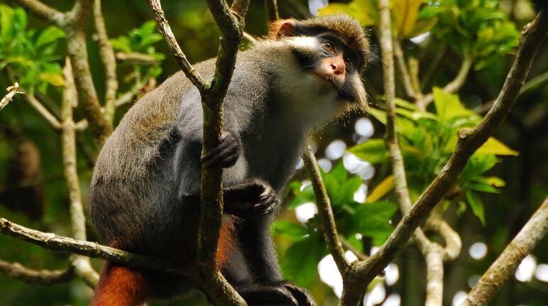 Monyet kuping merah (Cercopithecus erythrotis) di Kamerun