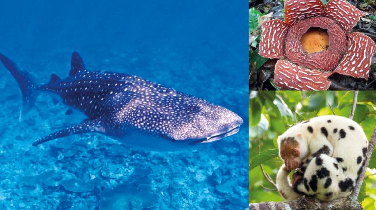 Raksasa laut. Dengan panjang hingga 10 meter, hiu paus merupakan ikan terbesar di dunia – Raksasa hutan: Bunga Rafflesia dengan diameter 1 meter dan berat 11 kg – Kuskus tutul yang hidup di kepulauan Aru dan Papua Nugini. Kolase biodiversitas di Indonesia