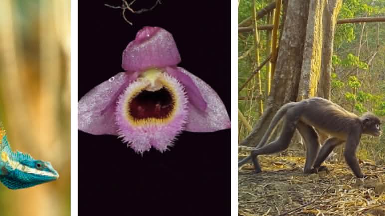 Kadal cantik berkepala biru (Calotes Mystaceus) di Kamboja – Anggrek ditemukan di sebuah kebun pembibitan di Laos – Lutung Popa yang dianggap sudah lama punah. Tahun 2020 sebuah tim kamera menemukan hewan ini di sekitar gunung vulkan Popa di Myanmar. Kolase biodiversitas di Mekong