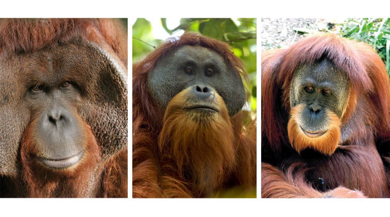 Maskulinitas yang megesankan: orang utan Borneo, Tapanuli dan Sumatra Montase orang utan