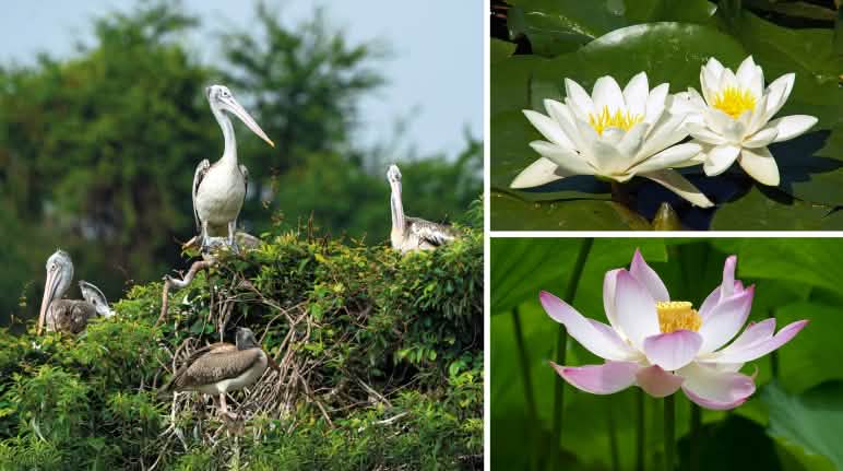 Burung pelikan dalam rombongan mengerami telurnya di atas pohon atau tanah - bunga teratai - bunga nelumbo Report 2-25 - Kolase Aceh 2