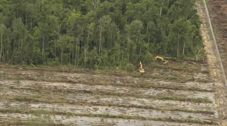 Penebangan hutan untuk kelapa sawit di Kalimantan Penebangan hutan
