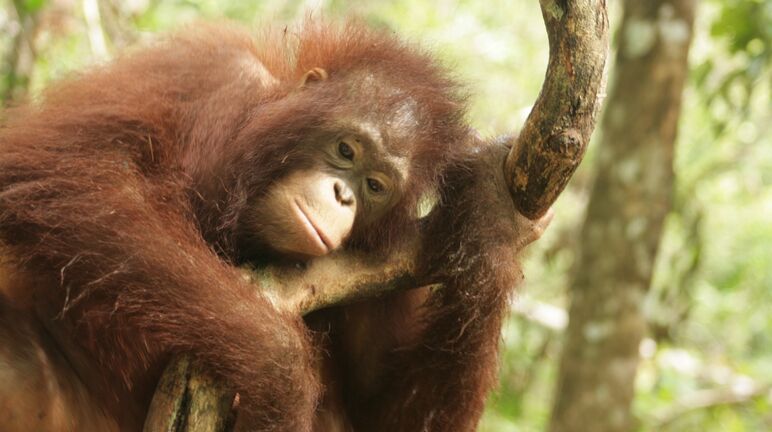 orang utan di Kalteng