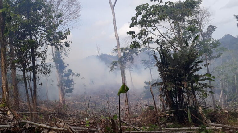 Deforestasi di Indio Maiz, Nikaragua