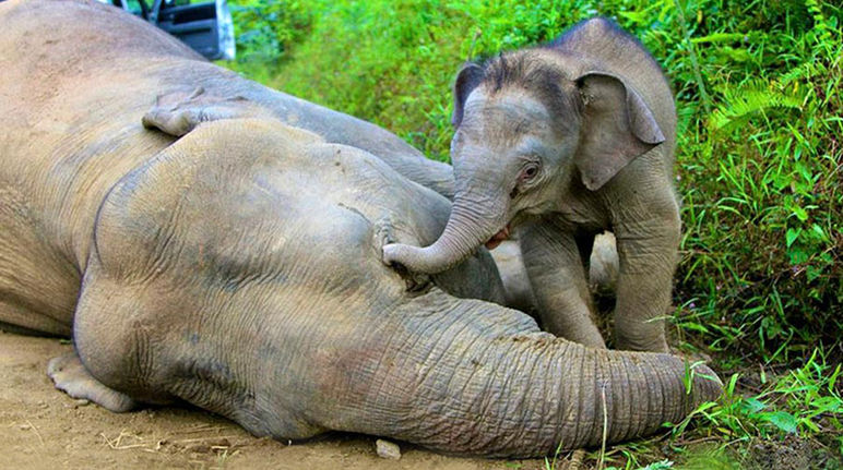 Dengan belalainya seekor anak gajah mencoba dengan sia-sia untuk membangunkan ibunya yang beracun