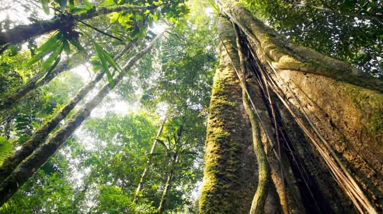 Hutan hujan di Amazon Hutan Hujan Amazonas