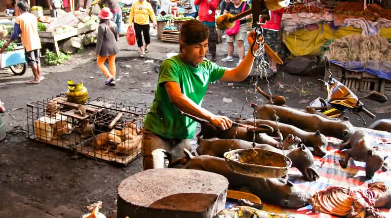 Perdagangan hewan masih hidup dan ditangkap dengan liar berisiko atas penyakit baru. pasar satwa