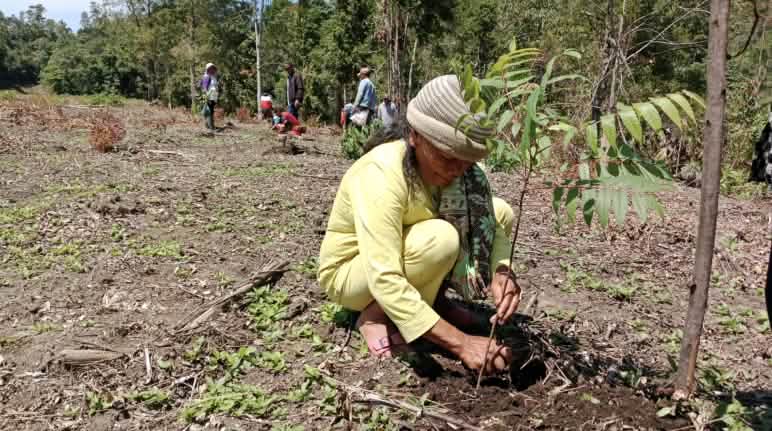 Seorang Ibu menanam pohon jenis Ingul di atas wilayah adatnya di Simenakhenak Seorang Ibu menanam pohon jenis Ingul