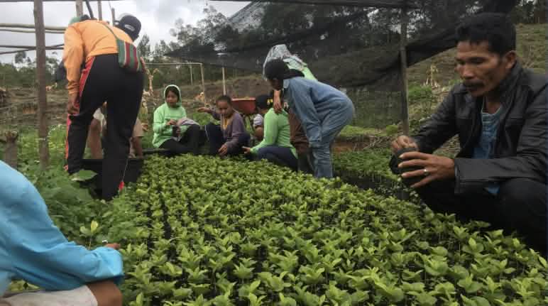 Masyarakat Adat Simenakhenak saat bergotong royong melakukan pembersihan bibit kopi yang sudah berusia 5 bulan Masyarakat melakukan pembersihan bibit kopi