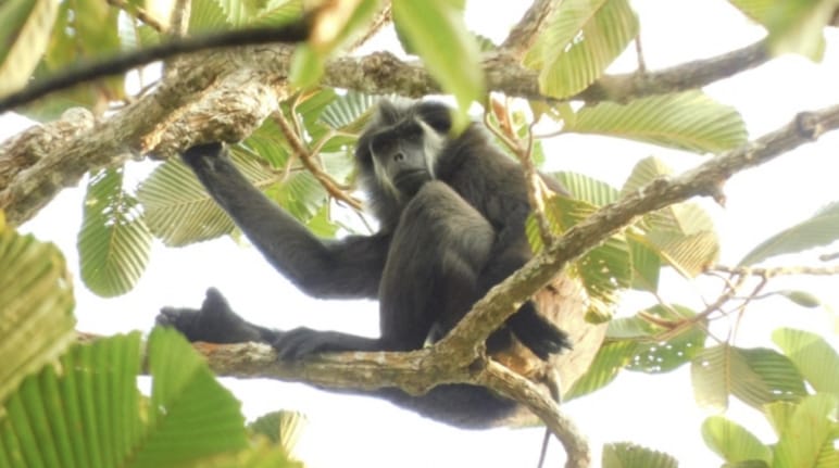 simakobu / langur berekor babi / monyet buntut babi