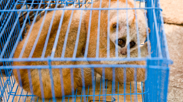 Kukang di pasar satwa di Myanmar