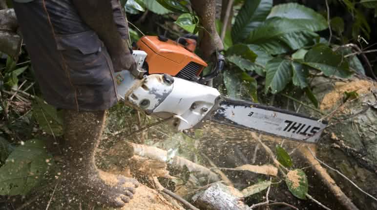 Mesin chainsaw dan exkavator menderu-deru, menebangi pohon, menggusur dan menghancurkan hutan alam Pemotong kayu dengan mesin gergaji Stihl