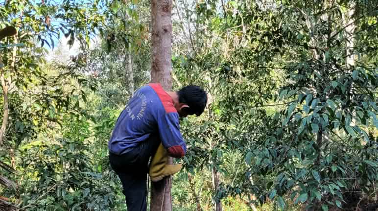 Hutan Kemenyan hilang untuk Food Estate - kedaulatan pangan hilang untuk agroindustri Pohon Kemenyan