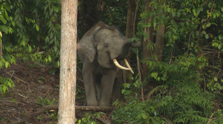 Gajah hutan Sumatra
