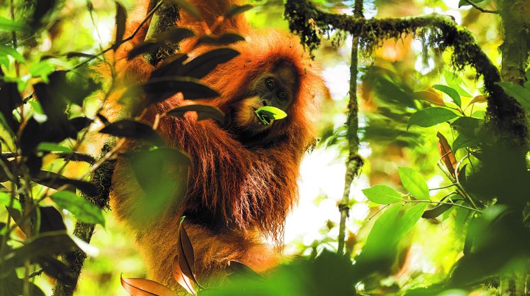 Di hutan Batang Toru di Sumatra hidup orangutan Tapanuli yang langka. Bendungan dan PLTA bisa berarti akhir kehidupan mereka. orangutan Tapanuli di pohon