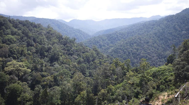 Hutan dari Beutong ke Ulu Masen