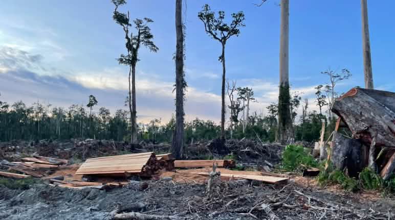 potongan kayu di kawasan gambut dan lima pohon tanpa daun