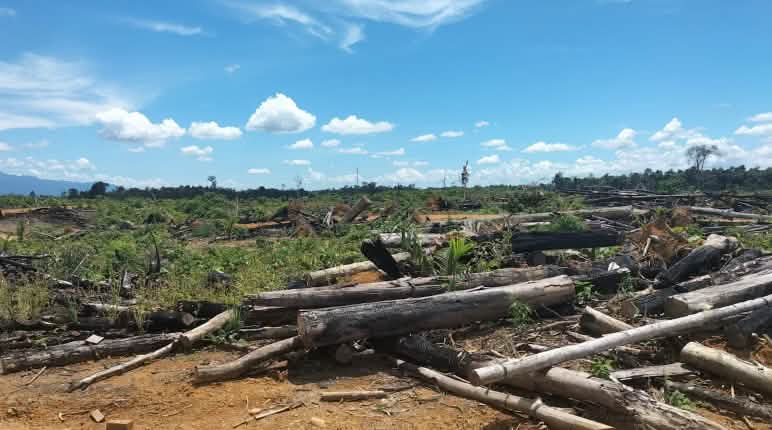 Habitat gajah dan harimau, satwa yang terancam punah, tidak ada lagi Pembukaan lahan dengan batang pohon