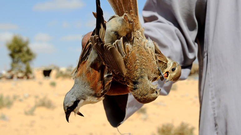 pemburuan burung di Mesir