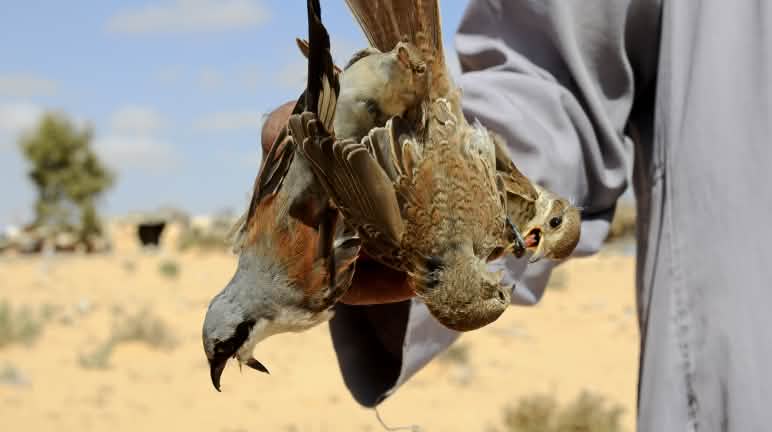 Burung (Lanius collurio) ditangkap pemburuan burung di Mesir