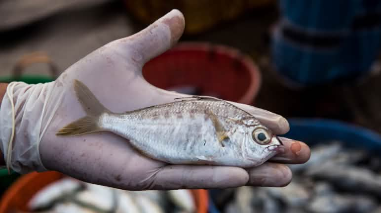 Ikan kapas filamen