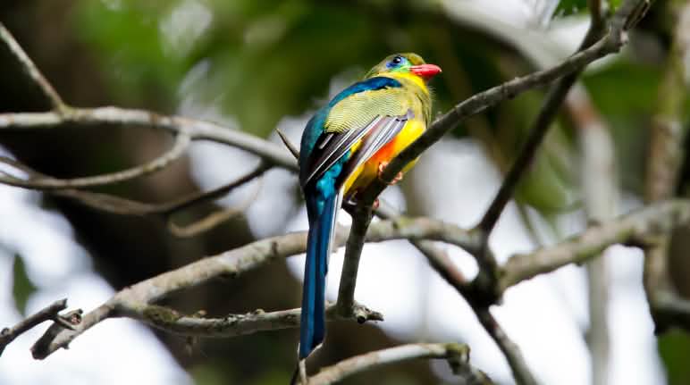 Surga burung-burung Sangihe Burung di Indonesia
