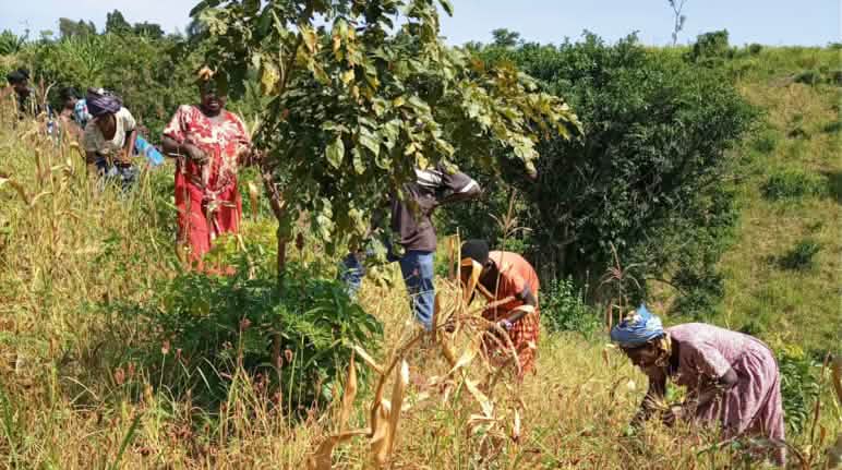 AFRICE dari Uganda Barat mendukung sistim penanaman tradisional yang melestarikan alam dan biodiversitas. Organisasi ini mengkritik pemerintah yang hanya mementingkan pertanian industri tanpa mencari alternativ. Para perempuan pada saat panen di Buliisa