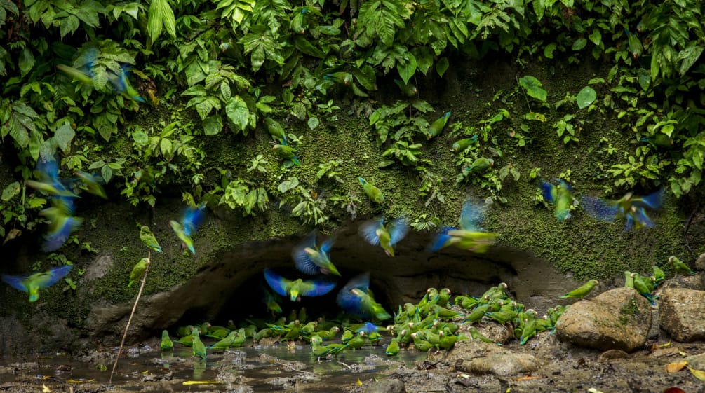 Burung beo di Taman Nasional Yasuni
