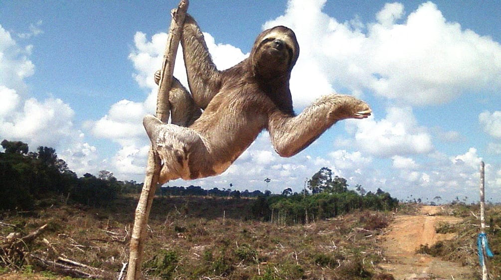 Kungkang Tiga Jari di kawasan hutan milik industri sawit di Peru Kungkang Tiga Jari di kawasan hutan gundul milik industri sawit di Peru