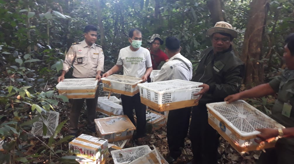 Mitra kami FLIGHT membebaskan burung-burung liar yang terkurung