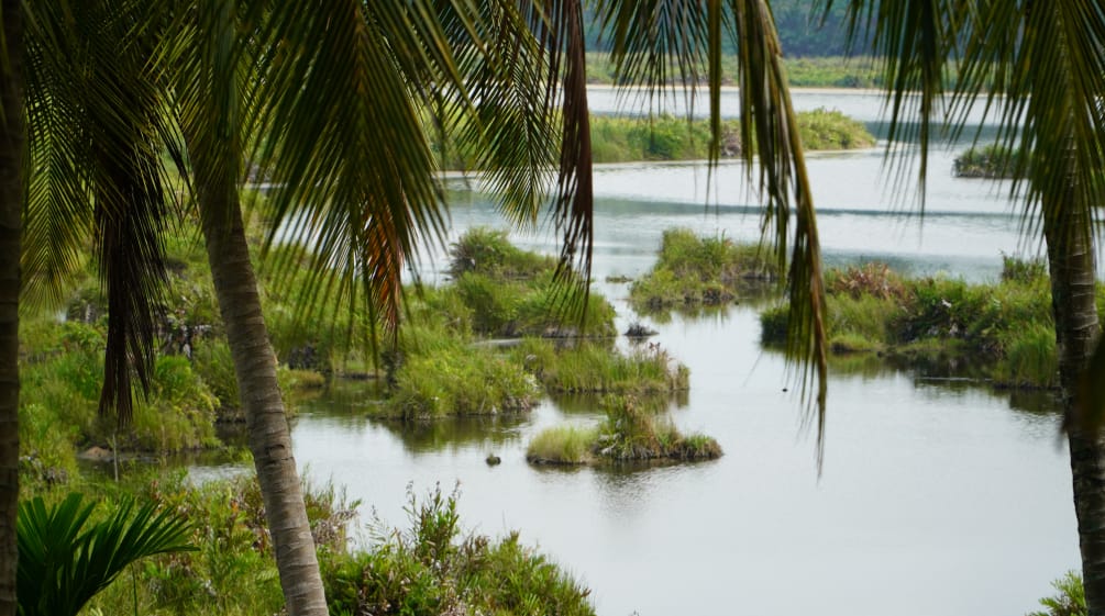 Ekosistem Paya Nie, Aceh