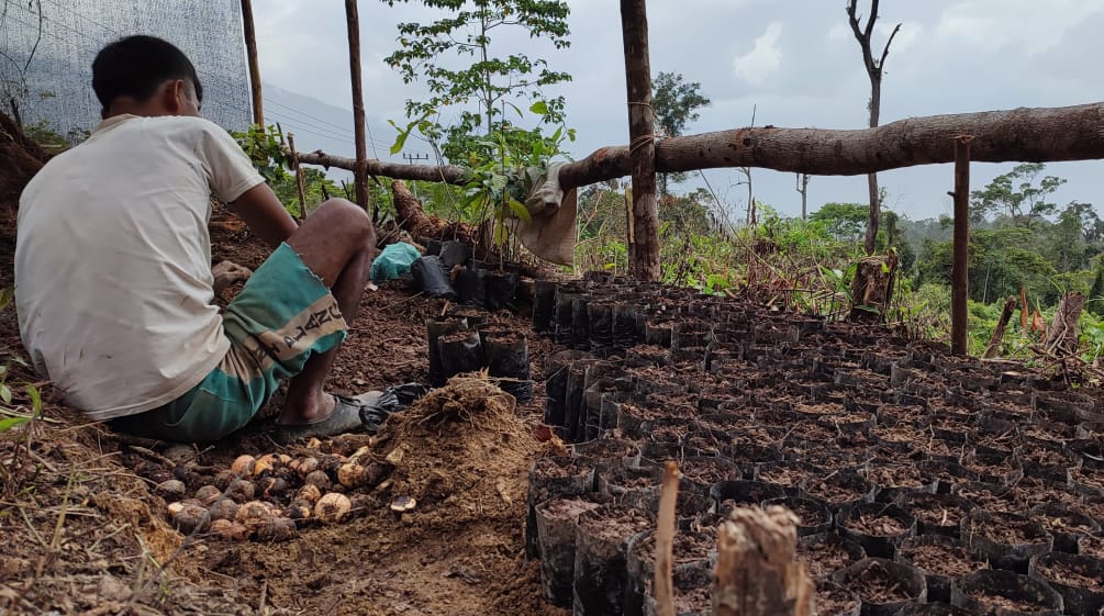 warga dengan bibit pohon di desa Pining, Gayo, Aceh