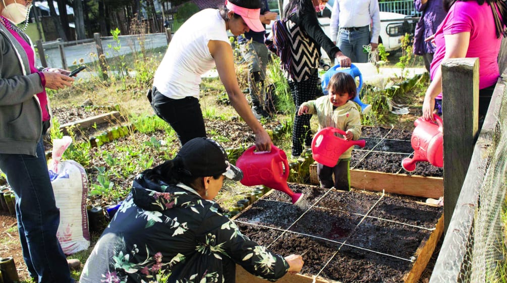 Kebun sayur di San Cristobal