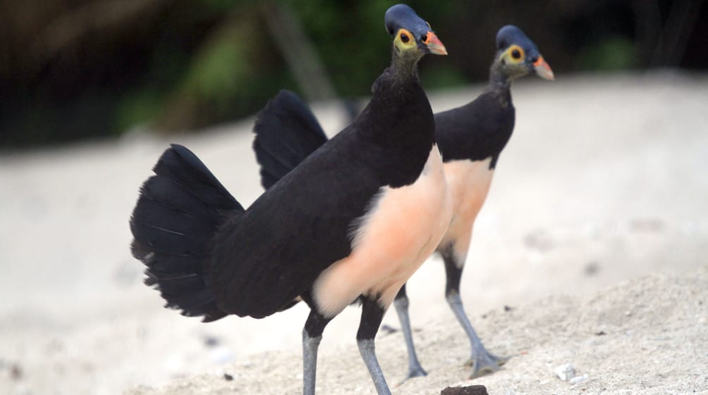 burung Maleo Senkawor / Maleo