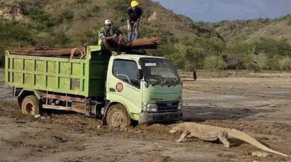 Truk dan komodo