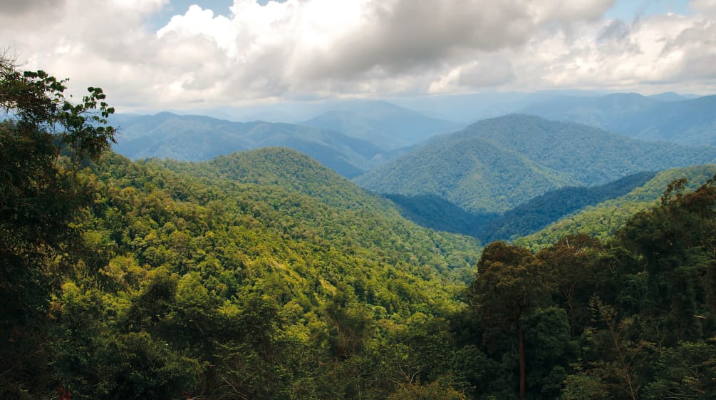 Hutan hujan di ekosistem Leuser