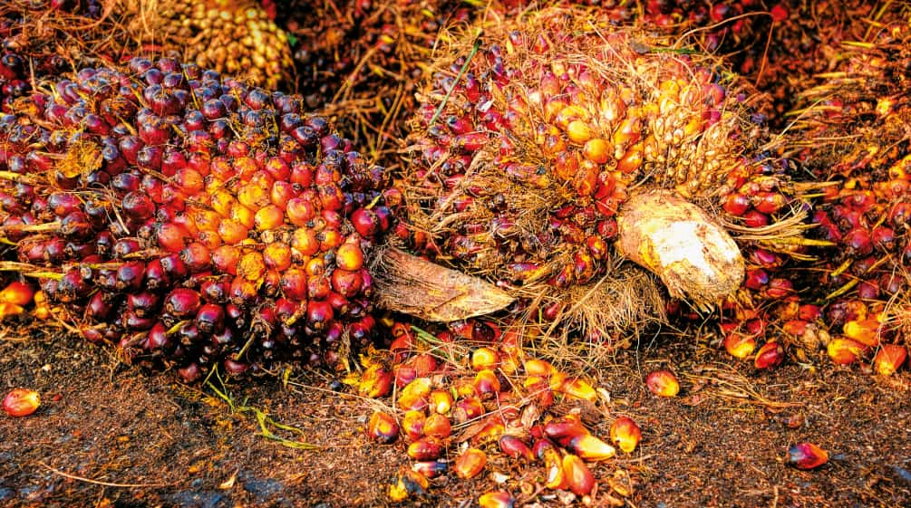 Buah kelapa sawit