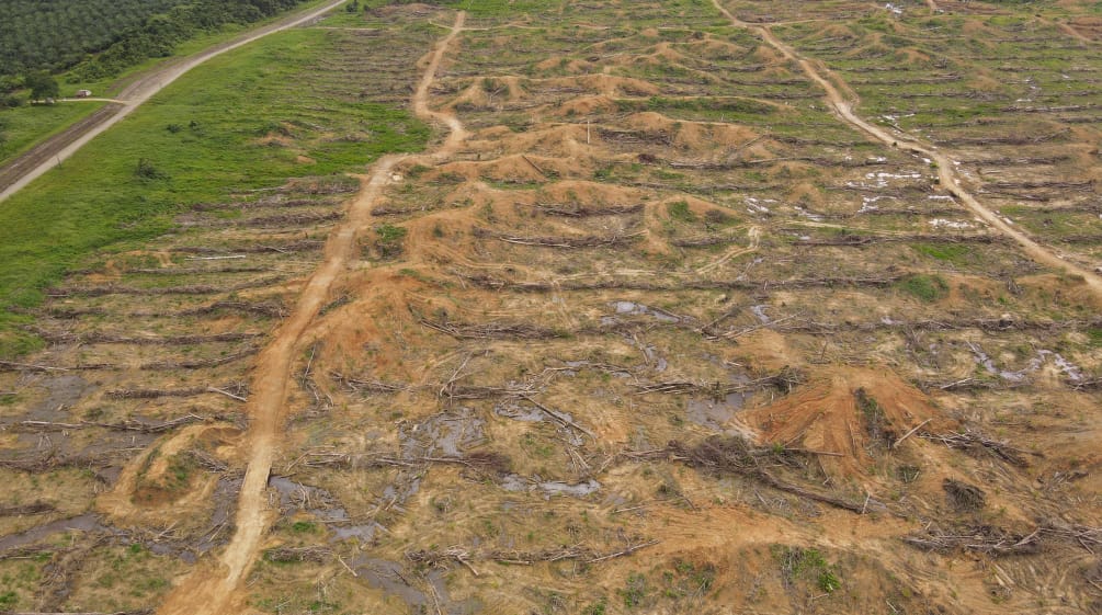 Pengundulan hutan oleh PT IKSJ, Sorong, Papua Barat