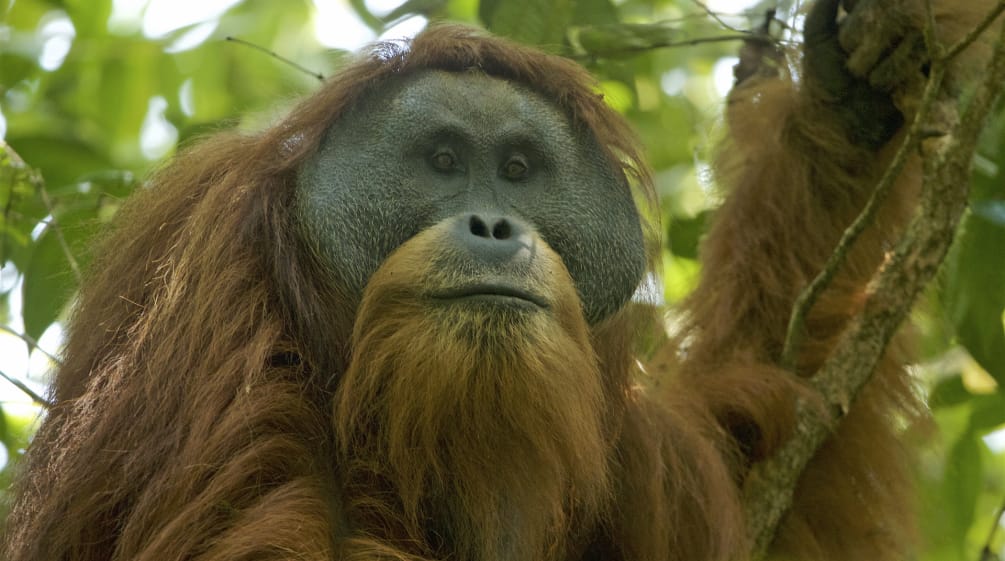 Orang Utan Tapanuli di pohon