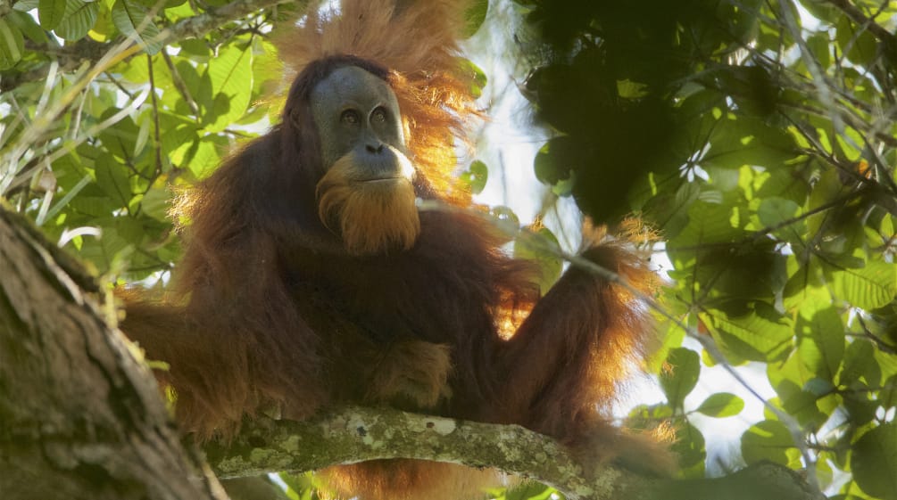 orangutan Tapanuli di pohon