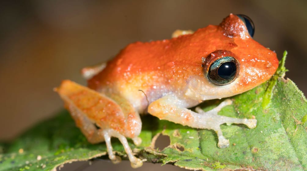 Seekor katak duduk diatas daun