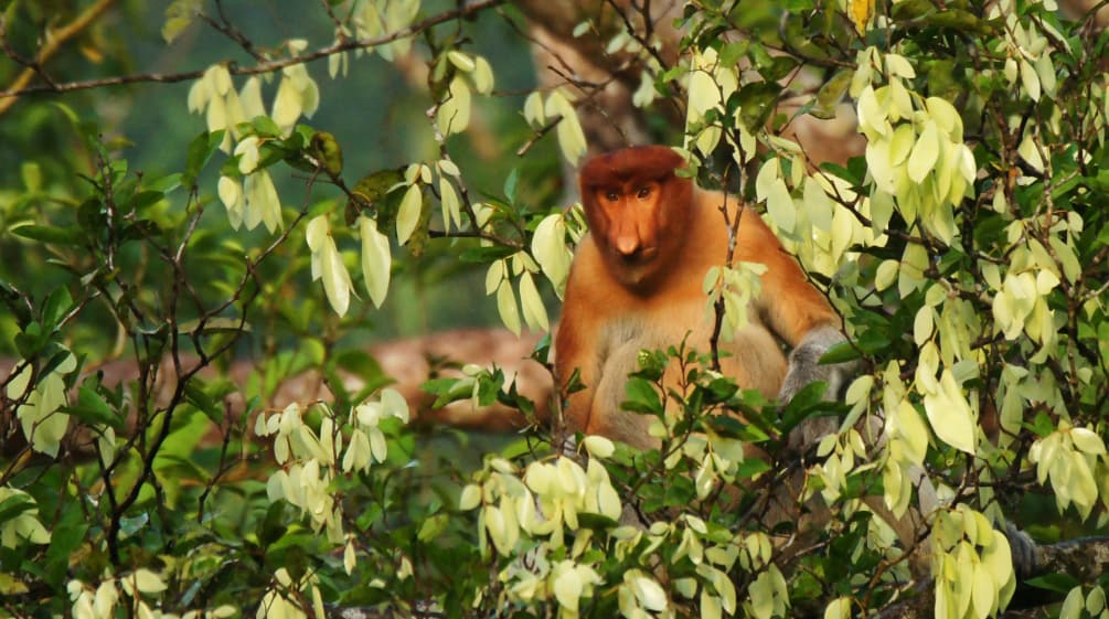 Bekantan di pohon