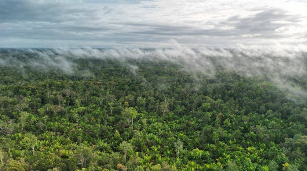 mendung dan kabut diatas rimba