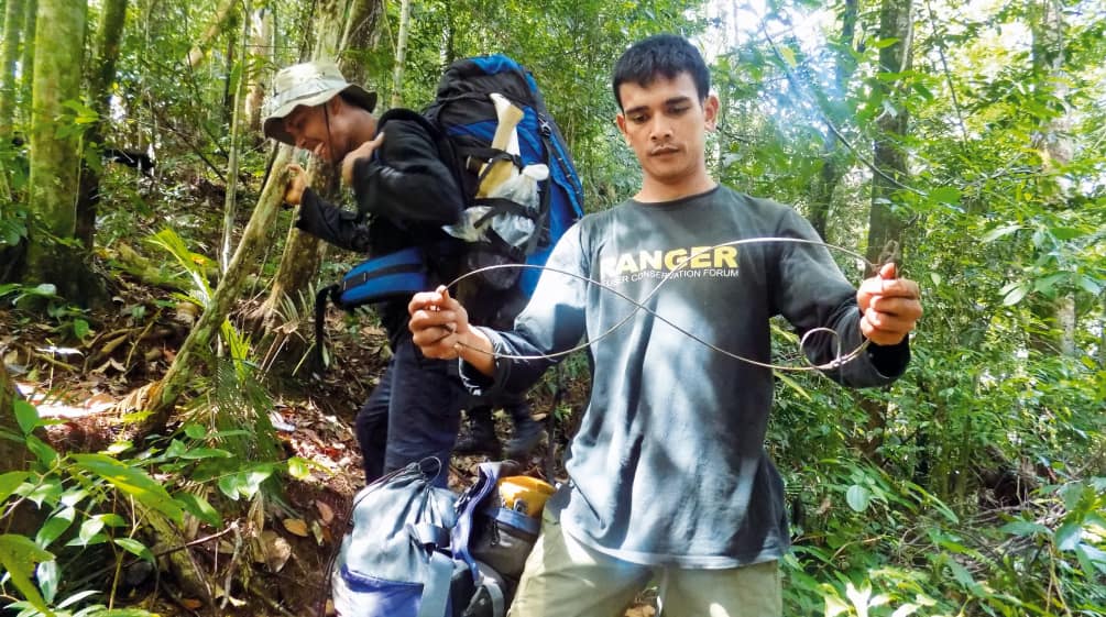 Penjaga hutan FKL dengan perangkap jerat