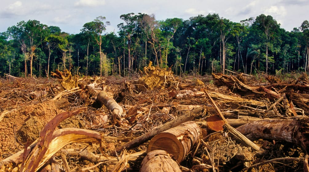 pembukaan hutan hujan