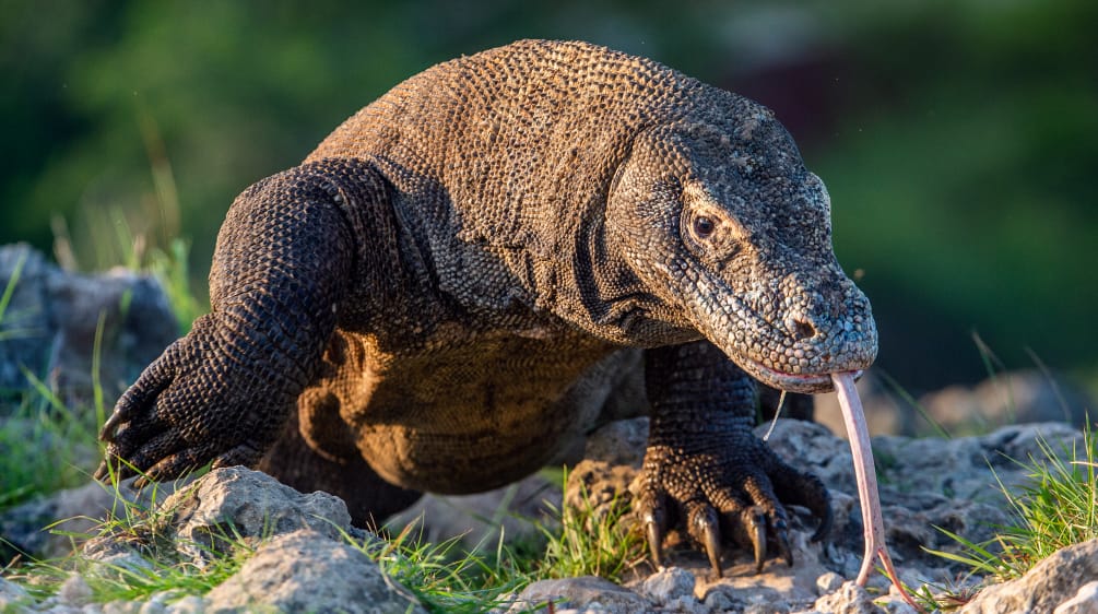 Komodo di pulau Komodo